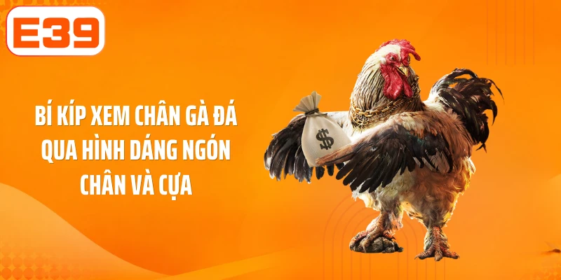 Bí kíp xem chân gà đá qua hình dáng ngón chân và cựa
