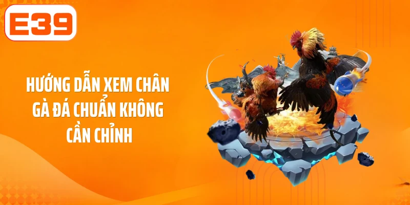 Hướng dẫn xem chân gà đá chuẩn không cần chỉnh